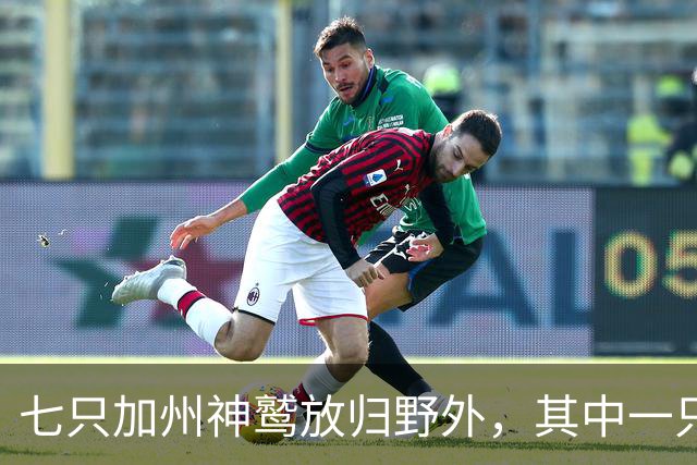 七只加州神鹫放归野外，其中一只是第200只